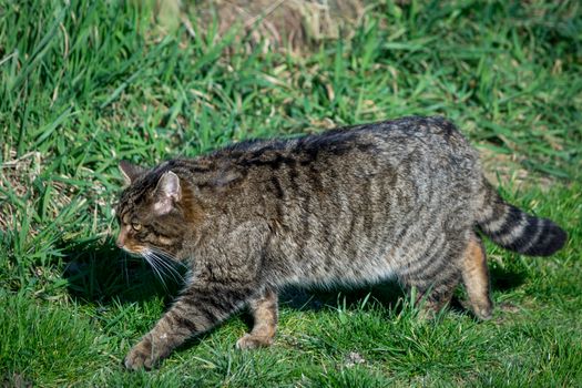 European Wildcat (felis silvestris silvestris)