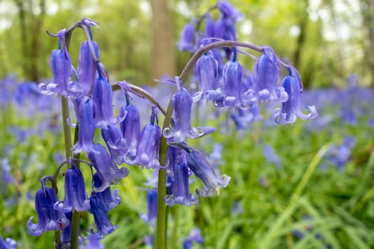 Sussex Bluebells