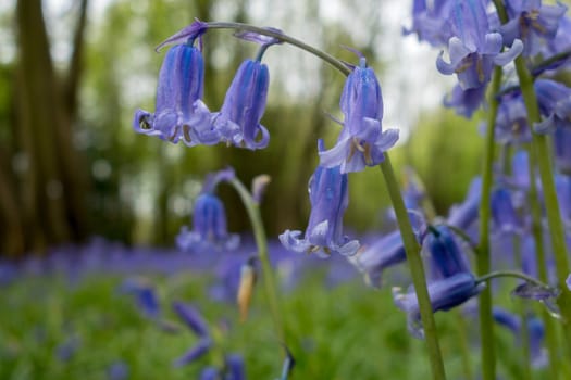 Sussex Bluebells