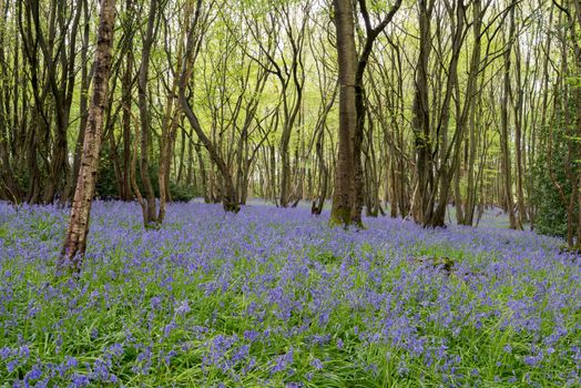 Sussex Bluebells