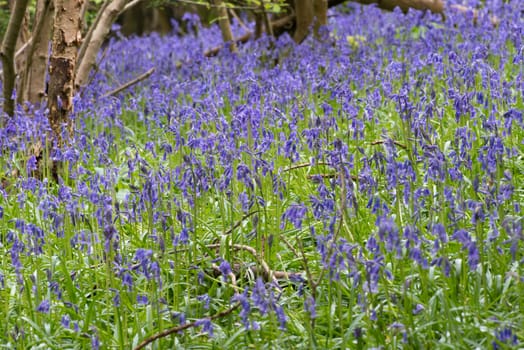 Sussex Bluebells