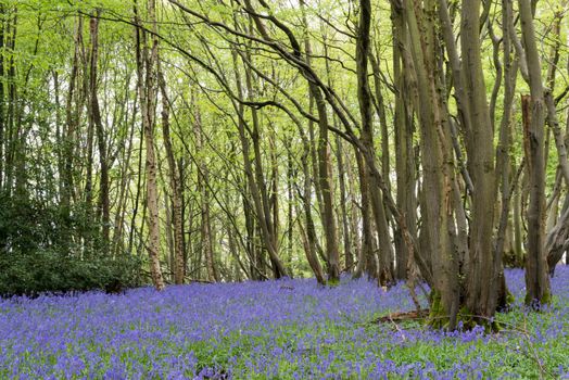 Sussex Bluebells