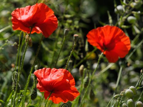 Poppies flowering in Ronda Spain