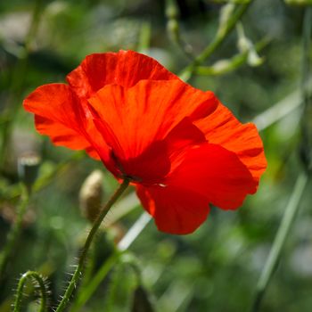 Poppies flowering in Ronda Spain