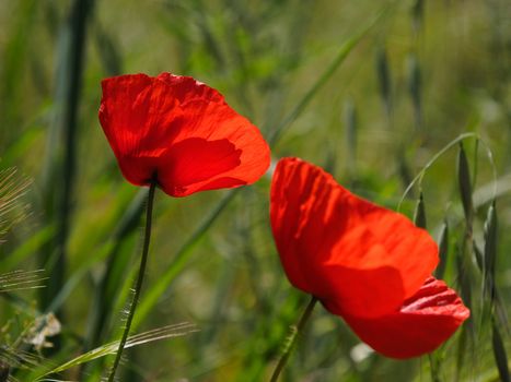 Poppies flowering in Ronda Spain