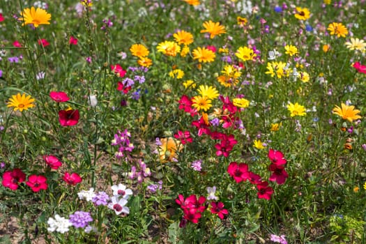 East Grinstead in Bloom