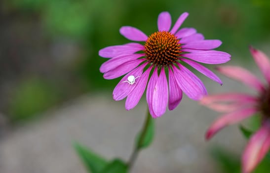 White Crab spider (Misumena vatiaon)