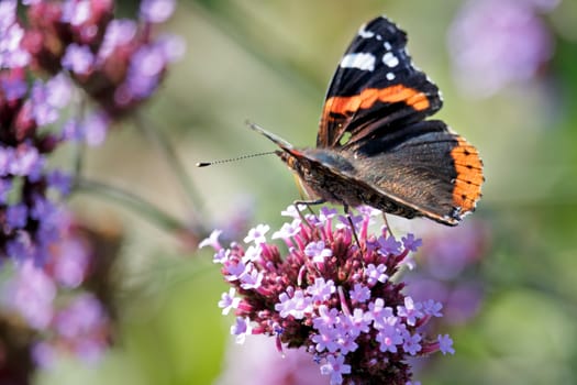 Red Admiral (Vanessa atalanta)