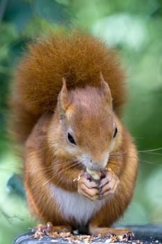 Eurasian Red Squirrel (Sciurus vulgaris)