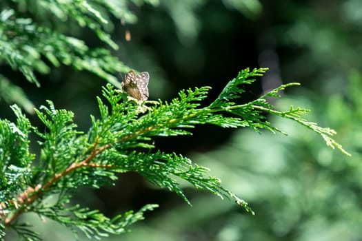 Speckled Wood Butterfly (Pararge aegeria)