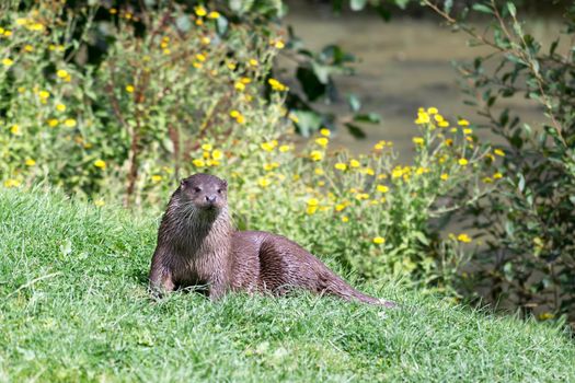 Eurasian Otter (Lutra lutra)