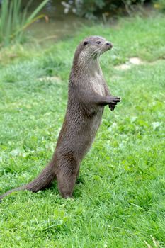 Eurasian Otter (Lutra lutra)