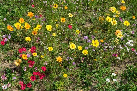 East Grinstead in Bloom