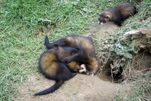 European Polecat (Mustela putorius)