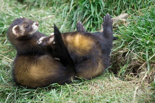 European Polecat (Mustela putorius)