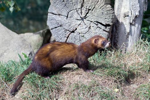 European Polecat (Mustela putorius)