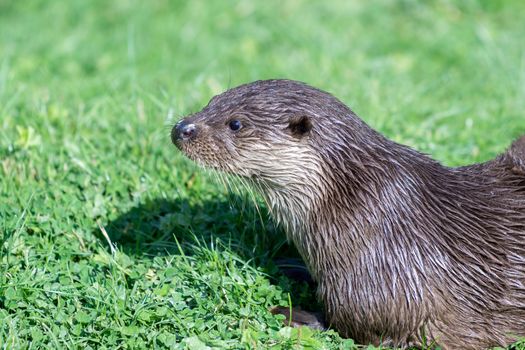 Eurasian Otter (Lutra lutra)