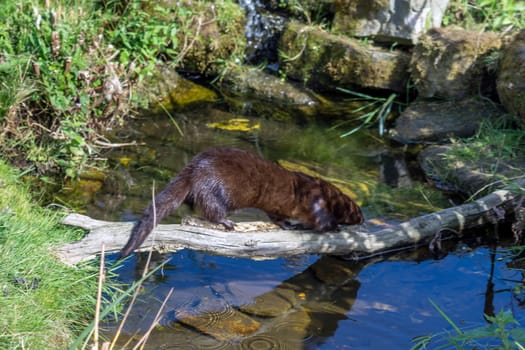 European Mink (Mustela lutreola)