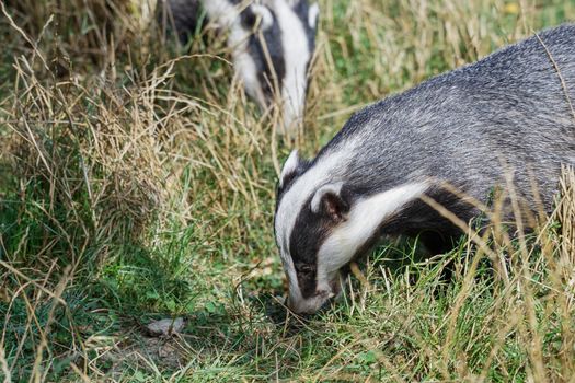 European Badger (Meles meles)