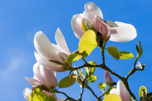 Magnolia Tree Flowering