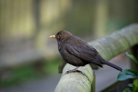 Female Blackbird (Turdus merula)