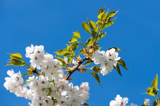 White Japanese Cherry Blossom