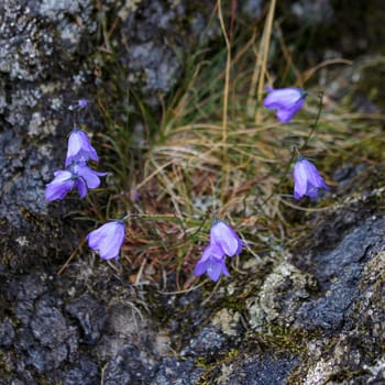 Blue Harebell Flowering in Scotland