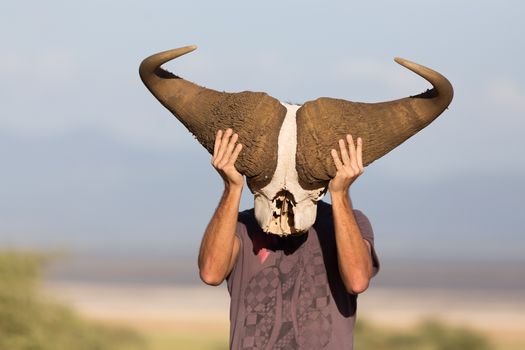 Man holding big african buffalo skull wearing it like a mask in nature on african wildlife safari, Amboseli national park, Kenya.