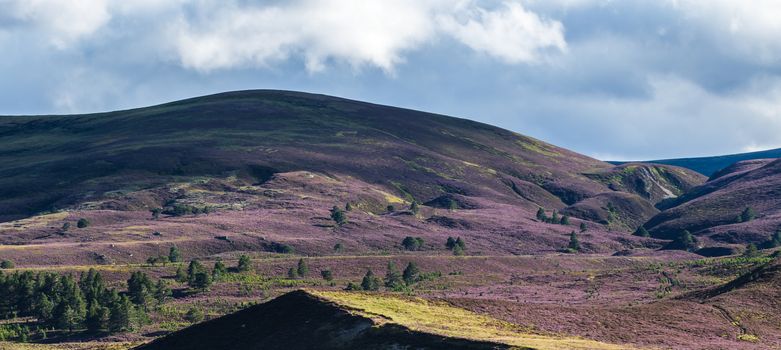 Heather on the Cairngorm Mountain Range