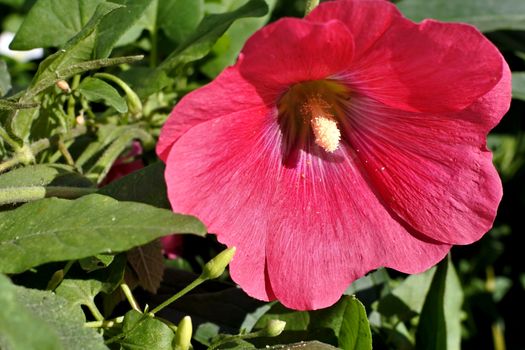 red mallow flower on green nature background