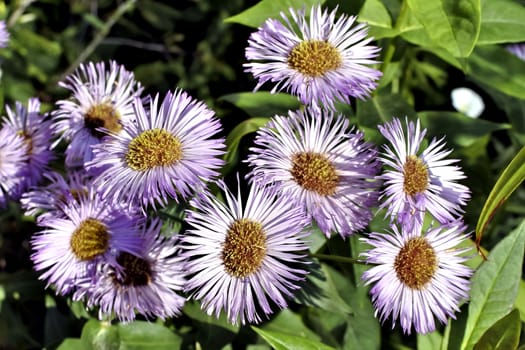 beautiful flowers melkolepestnik with latin name Erigeron