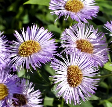 beautiful flowers melkolepestnik with latin name Erigeron