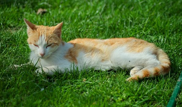 White and orange male cat lying on grass