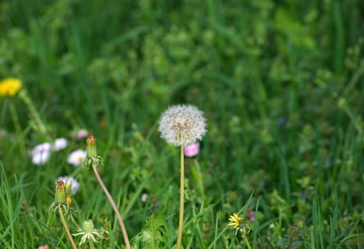 Dandelion Blowball flower on green grass background. Countryside Springtime nature.