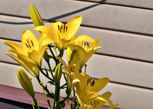 blooms yellow Lily in the garden illuminated by the sun