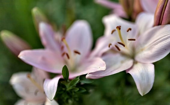 delicate pink lilies lit by the morning sun, narrow focus area