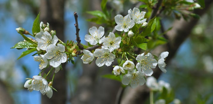 Cherry flowers in full bloom during spring time, close up