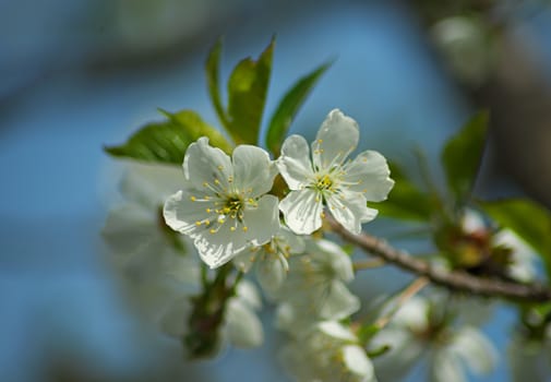 Cherry flowers in full bloom during spring time, close up