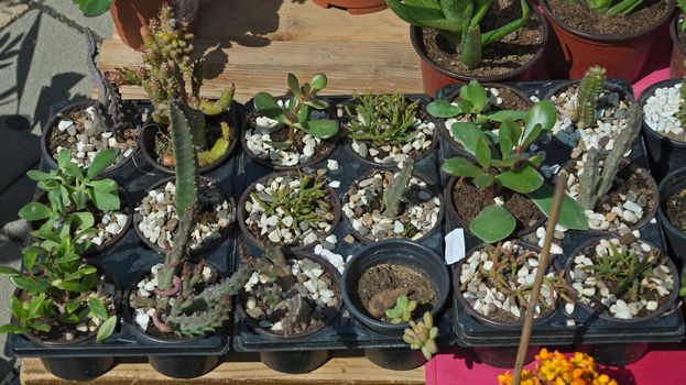 Various small cacti on table in flower shop