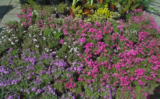 Various blooming house flowers in flower shop