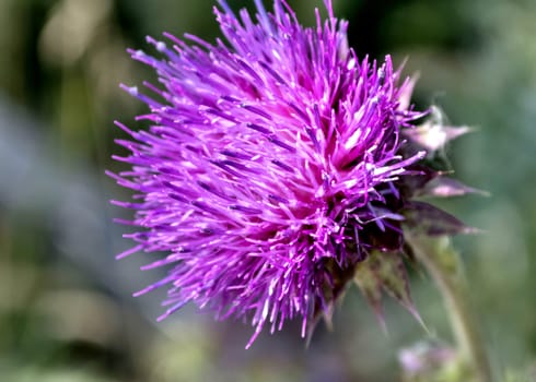 blooms beautiful purple Thistle in bright sunlight