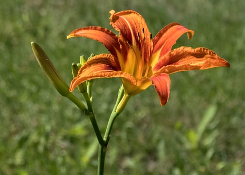orange tiger Lily flower on blurred nature background
