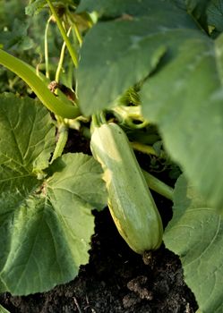 zucchini grows in the garden in the light of the evening sun