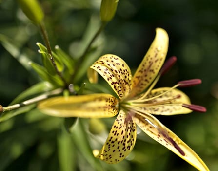 blooms yellow tiger Lily with dew drops on the petals of an early Sunny morning