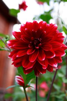 Nice garden background with big red flower closeup