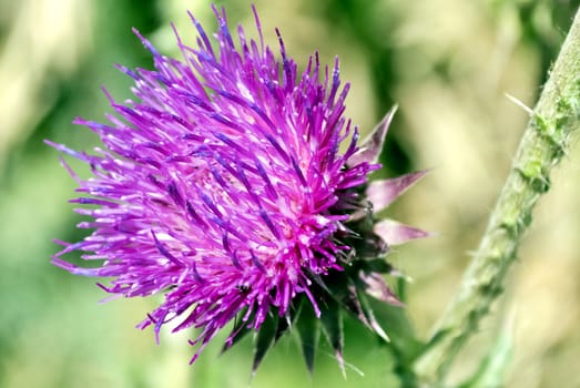 blooms beautiful purple Thistle in bright sunlight