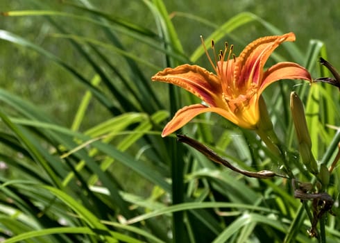 orange tiger Lily flower on blurred nature background