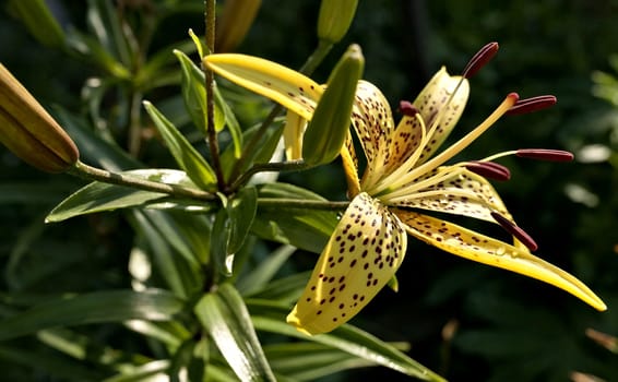 blooms yellow tiger Lily with dew drops on the petals of an early Sunny morning