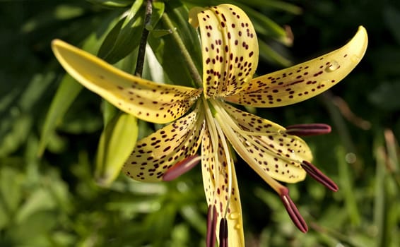 blooms yellow tiger Lily with dew drops on the petals of an early Sunny morning