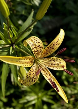 blooms yellow tiger Lily with dew drops on the petals of an early Sunny morning